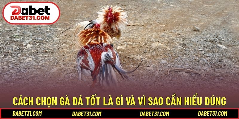 Cách chọn gà đá tốt là gì và vì sao cần hiểu đúng