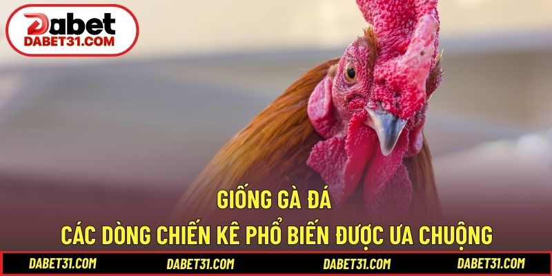 Giống gà đá