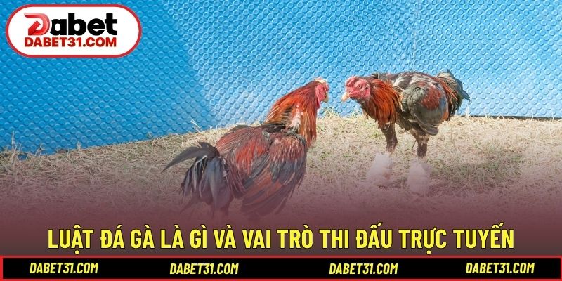 Luật đá gà là gì và vai trò trong thi đấu trực tuyến
