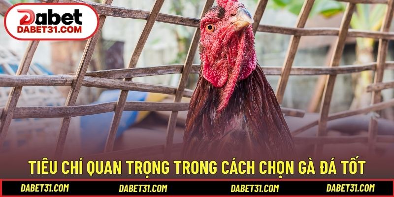 Tiêu chí quan trọng trong cách chọn gà đá tốt